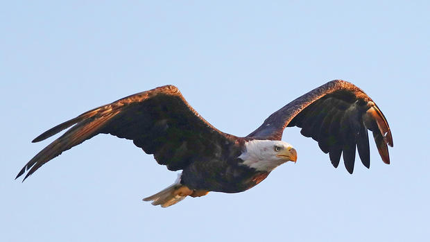 Eagles on Long Island 