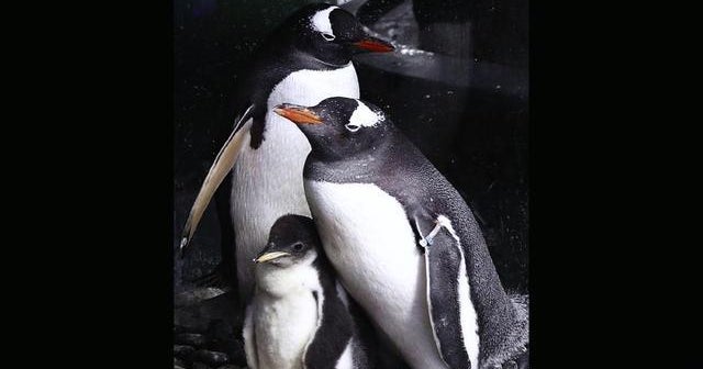 Same-sex penguins raise a baby chick