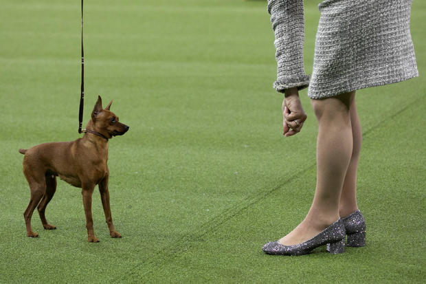 A handler guides a  Miniature Pinscher during the Toy group judging at the 143rd Westminster Kennel Club Dog show at Madison Square Garden in New York 