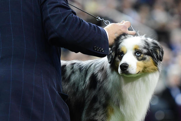 Westminster Kennel Club Hosts Its Annual Dog Show In New York 