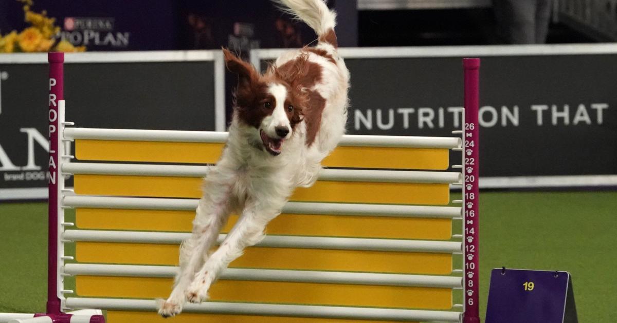 Westminster dog cheap agility 2019