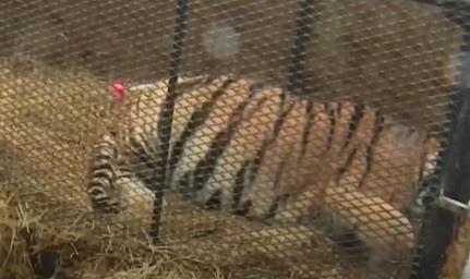 Tiger found in Houston 2 people enter abandoned Houston home to smoke