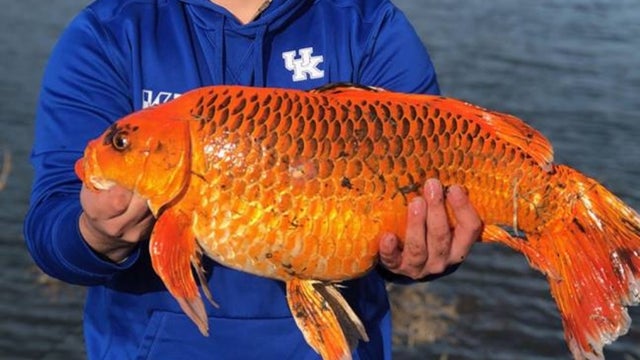 fish-1.jpg 