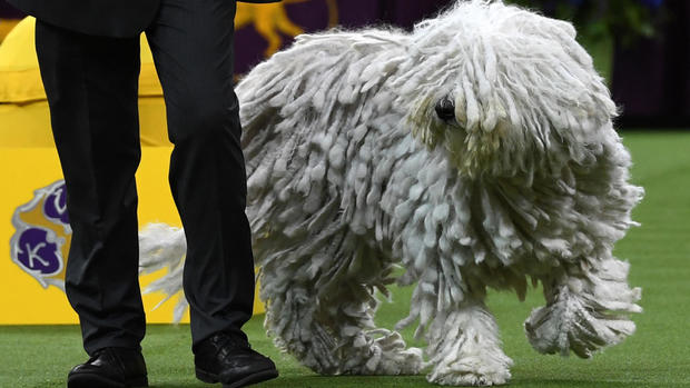 Westminster Kennel Club Dog Show 2019 