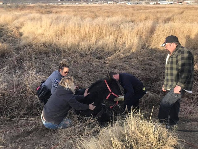 horse rescue fremont county sheriffs office #4
