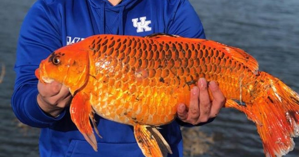 Fisherman Catches Giant 20 Pound 'Goldfish' With A Biscuit CBS Chicago