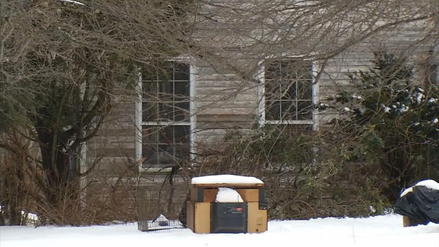 cocker-spaniel-house.jpg 