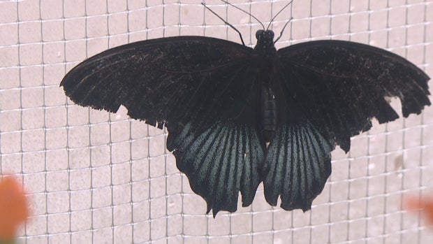 WINTER BUTTERFLY PAVILION.transfer_frame_52