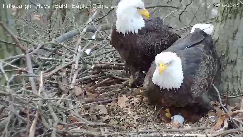 2nd Egg Of 2019 Spotted In Hays Bald Eagle Nest - CBS Pittsburgh