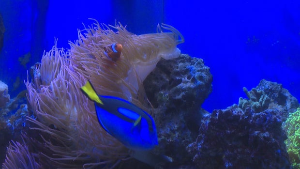 WINTER BUTTERFLY PAVILION.transfer_frame_595