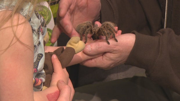 WINTER BUTTERFLY PAVILION.transfer_frame_111