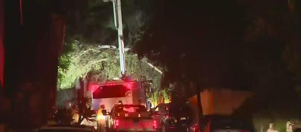 Downed Tree Knocks Out Power In Hollywood Hills 