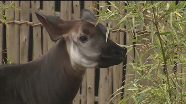 okapi-zoo.jpg 