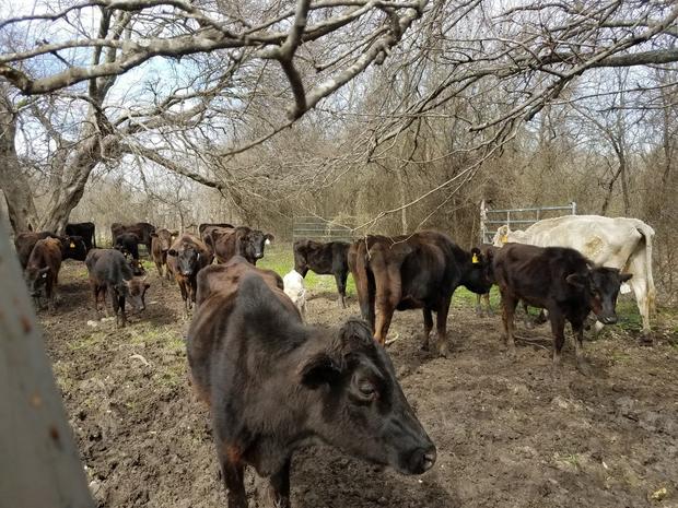 Cattle found in Grandview 