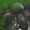 Island-Hopping: Love nuts from the Seychelles
