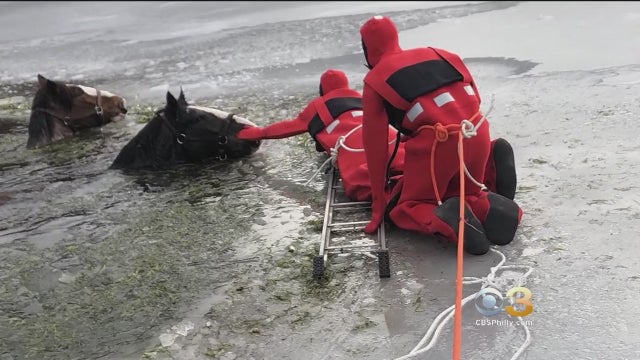 horses-rescued.jpg 