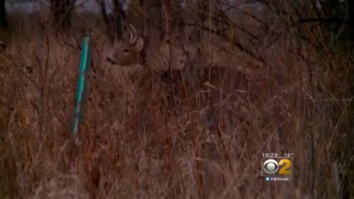 deer.jpg 
