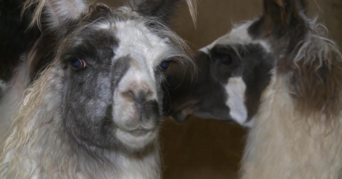 Several llamas found dead at farm near Louisville Zoo - CBS News