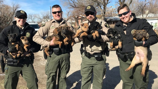 mesa-co-puppies-rescued.jpg 