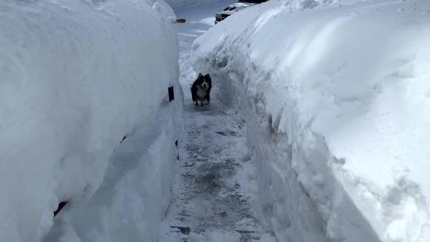 Snow Along Path Dwarfs Dog In Incline Village 