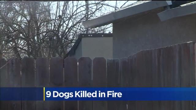 dogs-killed-fire.jpg 
