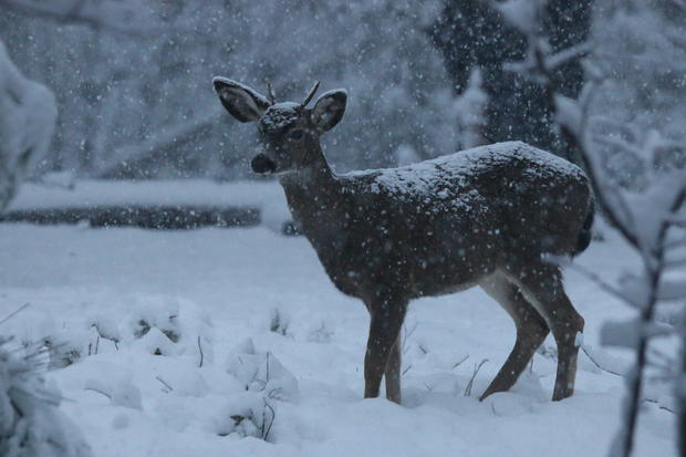Deer In Georgetown 