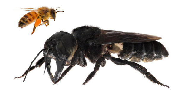 giant-bee.jpg 