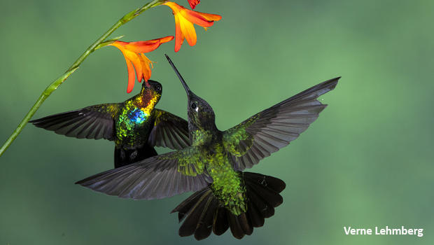 dueling-fiery-throated-hummingbirds-verne-lehmberg-620.jpg 