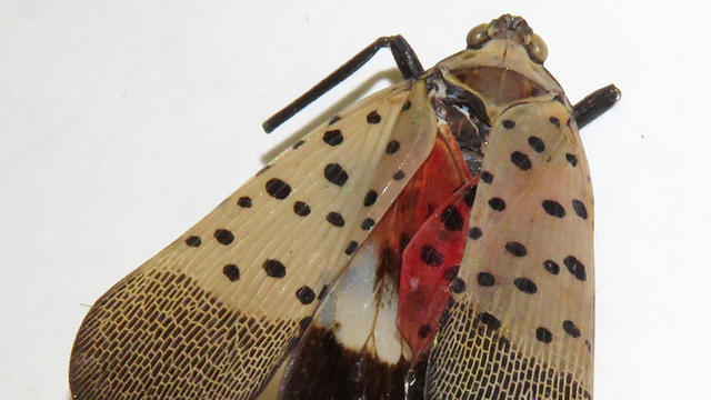 spotted-lanternfly.jpg 