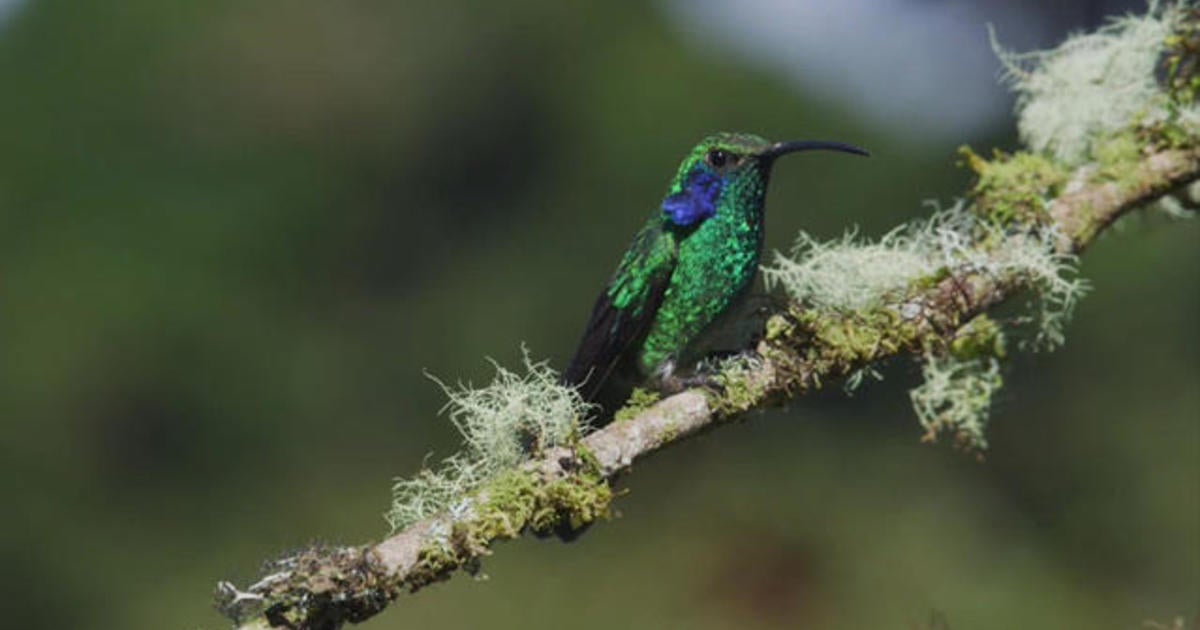 hummingbirds-fight-and-flight-cbs-news