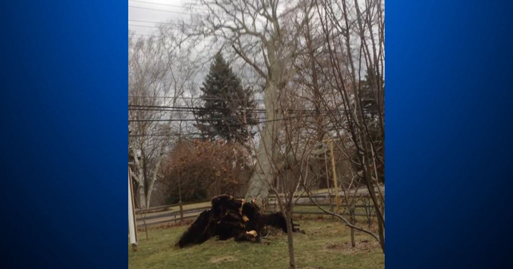 Close Call! Driver Narrowly Avoids Giant Tree Crashing Down CBS