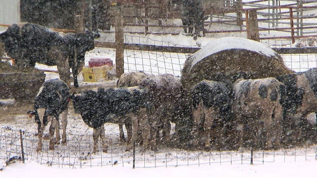 Cattle In Snow 