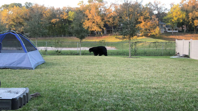 bear-florida-backyard.jpg 