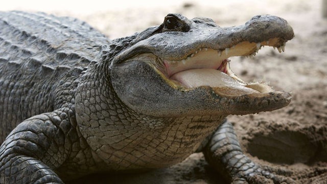 animal-alligator-e1528213492692.jpg 