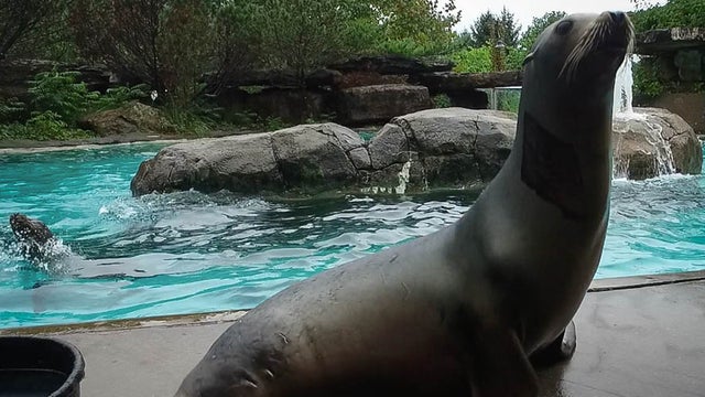 zoey-sea-lion-2018.jpg 
