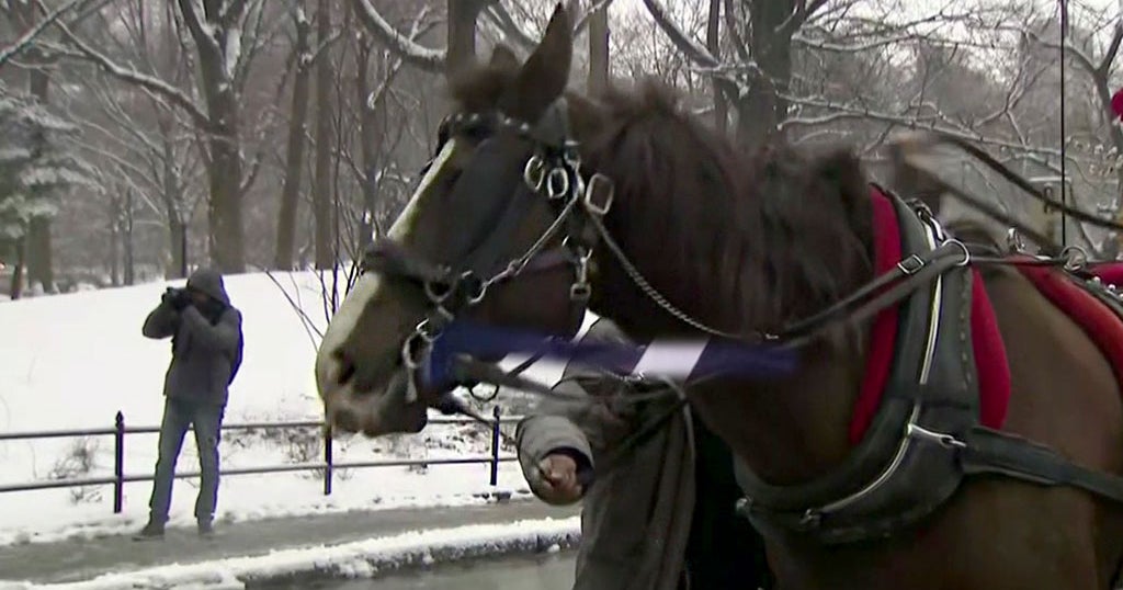 New Rules Limit Horse Carriage Pickups To Central Park, Drivers Take