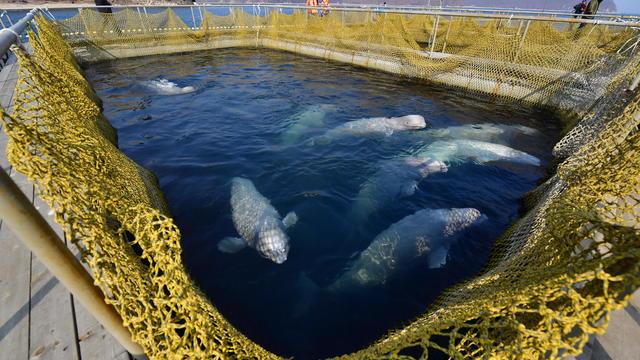 Captive orcas and belugas in Russian Far East 