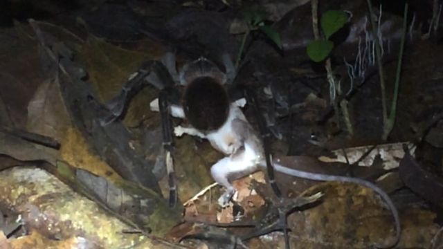 u-m-biologists-capture-super-creepy-photos-of-amazon-spiders-making-meals-of-frogs-lizards-and-furry-mammals-fig-6b.png 