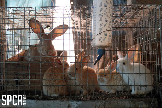 Rabbits rescued from Kaufman County property 