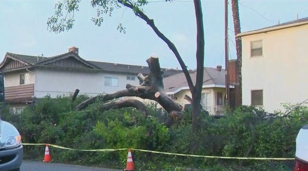 Storm Topples Large Trees In Alhambra