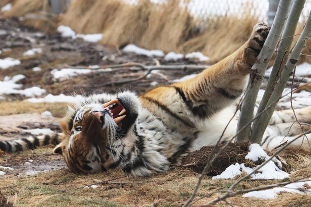 Yuri tiger Denver Zoo 