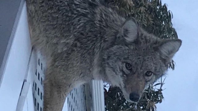 coyote-porch.jpg 