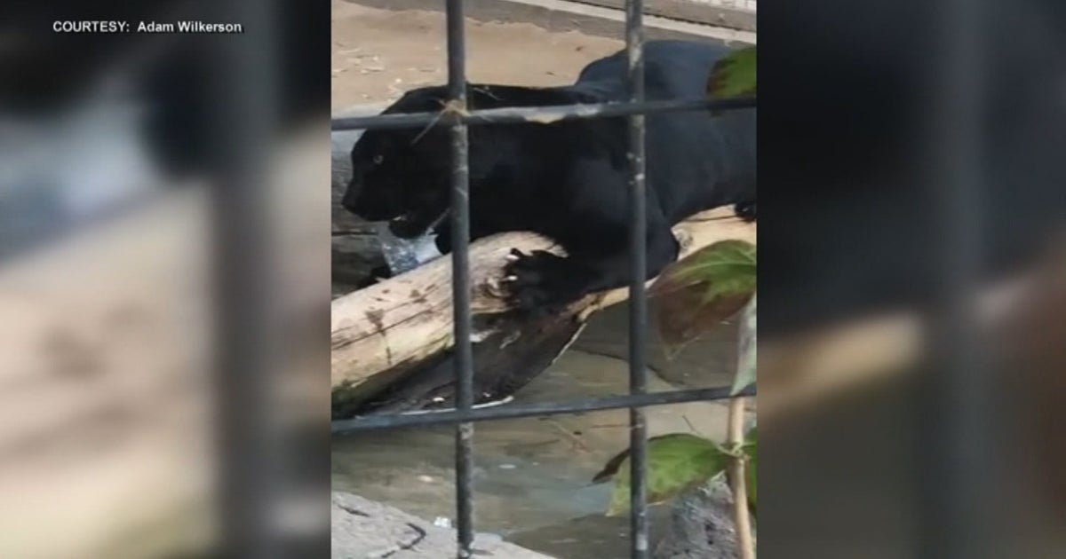 Jaguar Attacks Woman Who Crossed A Barrier To Take Selfie At Arizona