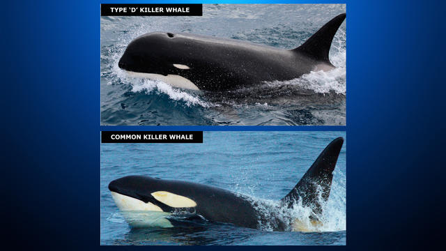 killerwhale-nu.jpg 