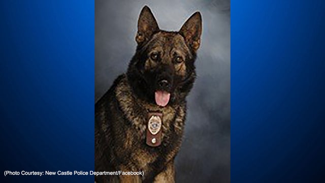 k9-champ-new-castle.jpg 