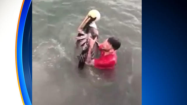 man-with-pelican.jpg 