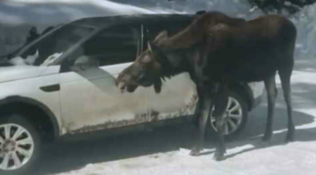 moose licking car 
