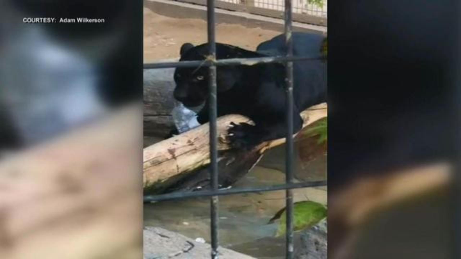 Female jaguar killed by male one at Florida zoo