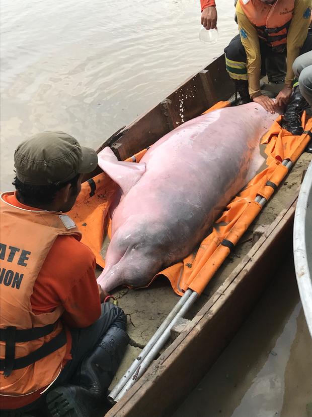 Bolivian river dolphin during boat transport 