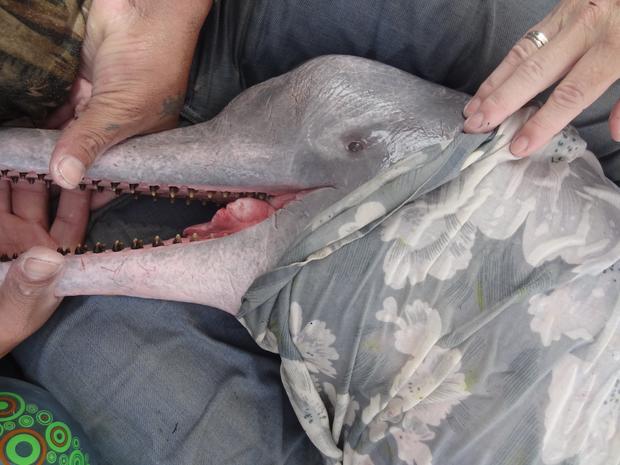 Bolivian river dolphin, opening mouth briefly for oral exam 